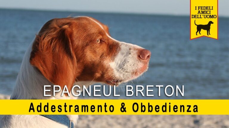 Breton: i Pro e i Contro di questa Razza Canina